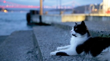 film-kedi