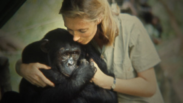 01-50-29-01_JaneChimp2