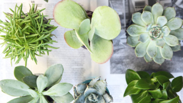 Easy plants