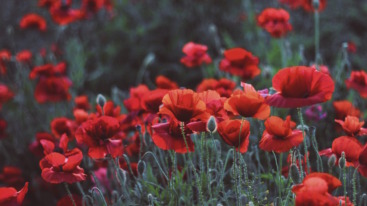 The Wildflower's Workbook