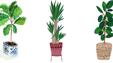 Drawing plants