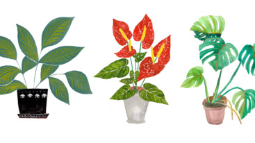 Drawing plants