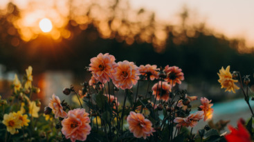 Flower garden