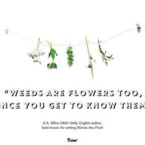 Quote Weeds