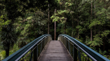 nature sounds