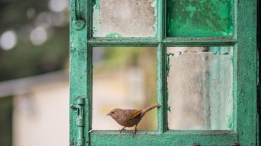 birdwatching