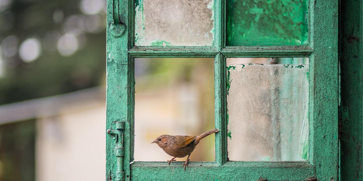 birdwatching