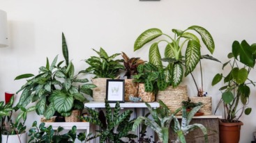 plant cuttings