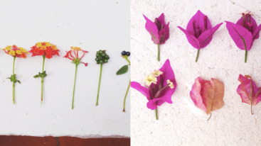 flower stages