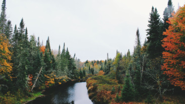 nature tonic