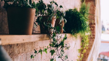 houseplants