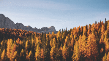 Forest 404