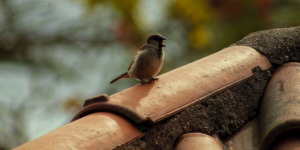 Mindful thoughts for birdwatchers