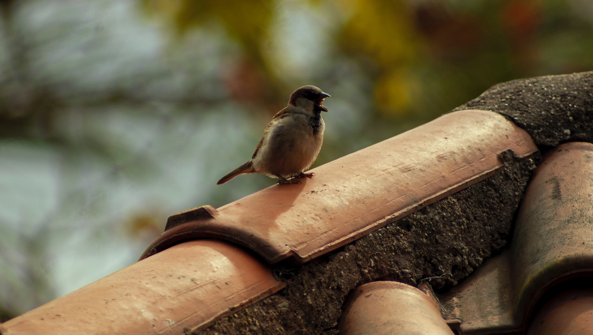 Mindful thoughts for birdwatchers