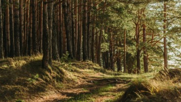 Forest walk