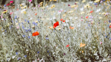 The Flower Fix