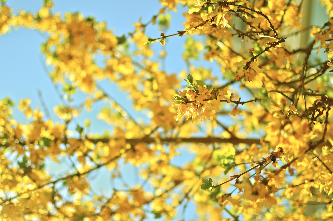 pressed flowers