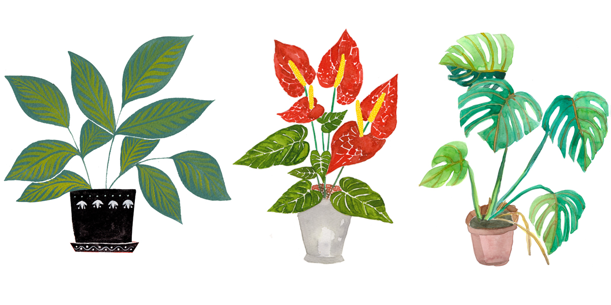 Drawing plants